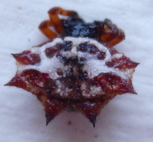 Gasteracantha cancriformis